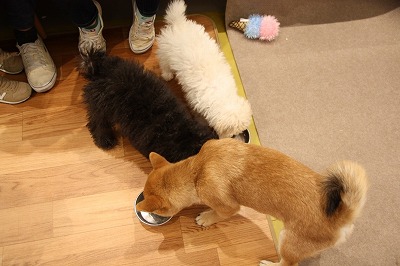 泉南動物病院画像