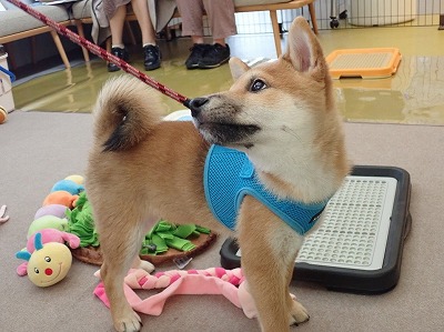 泉南動物病院画像