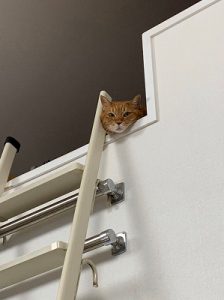 泉南動物病院画像