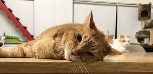 泉南動物病院画像