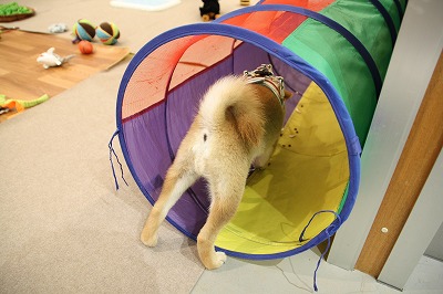 泉南動物病院画像
