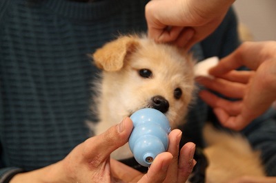 泉南動物病院画像