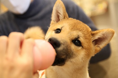 泉南動物病院画像