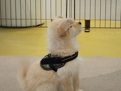 泉南動物病院画像