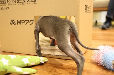 泉南動物病院画像