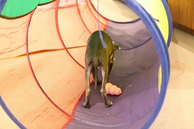 泉南動物病院画像