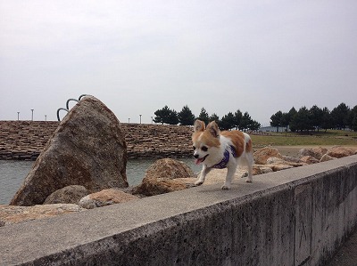 泉南動物病院画像