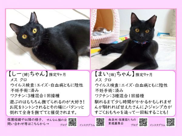 泉南動物病院画像