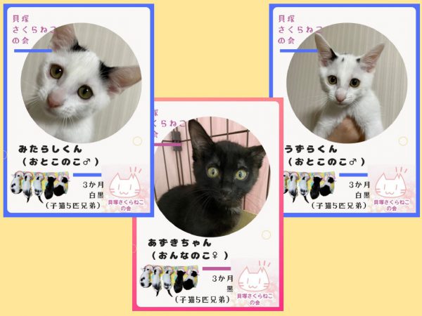 泉南動物病院画像