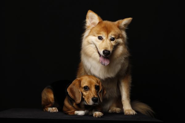 泉南動物病院画像