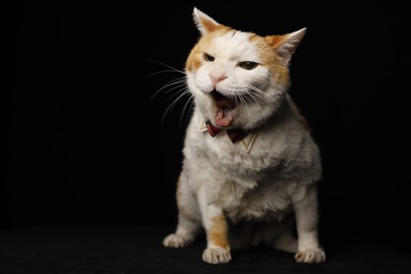 泉南動物病院画像