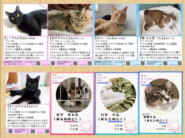 泉南動物病院画像