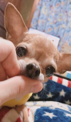 泉南動物病院画像