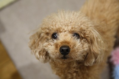 泉南動物病院画像