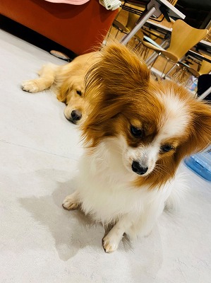 泉南動物病院画像