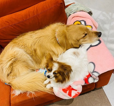 泉南動物病院画像