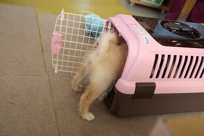 泉南動物病院画像