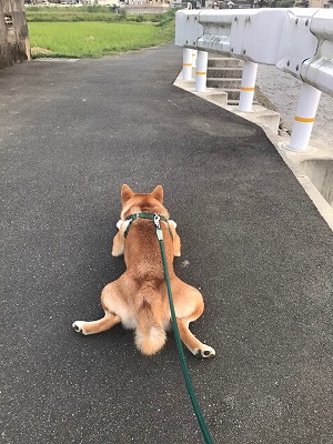 泉南動物病院画像
