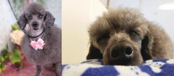 泉南動物病院画像