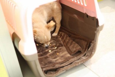 泉南動物病院画像