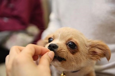 泉南動物病院画像