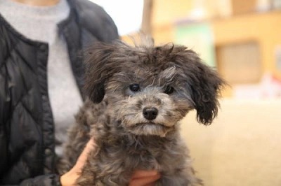 泉南動物病院画像