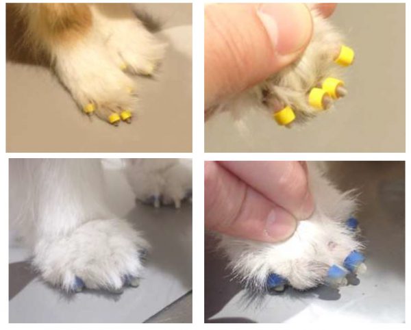 泉南動物病院画像