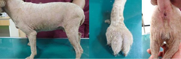 泉南動物病院画像