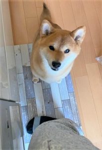 泉南動物病院画像