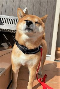 泉南動物病院画像