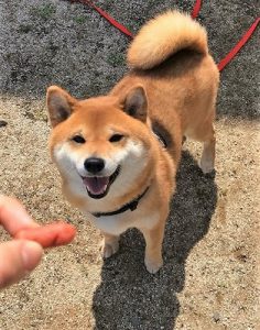 泉南動物病院画像