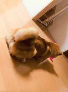 泉南動物病院画像