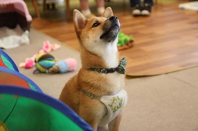 泉南動物病院画像