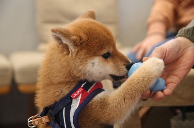 泉南動物病院画像