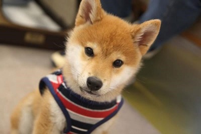泉南動物病院画像