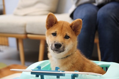 泉南動物病院画像