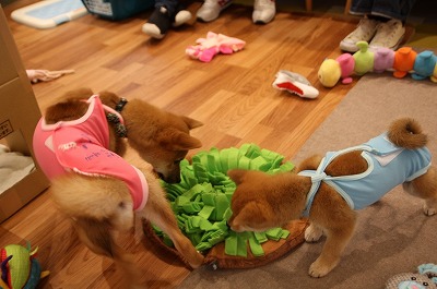 泉南動物病院画像