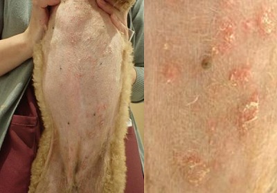 泉南動物病院画像