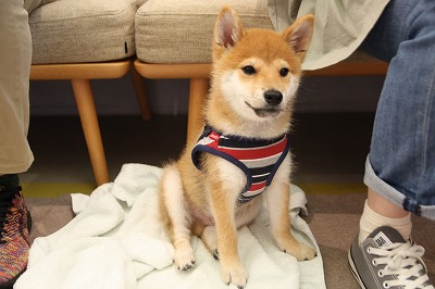 泉南動物病院画像