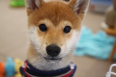 泉南動物病院画像