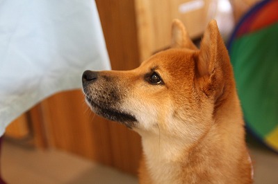 泉南動物病院画像