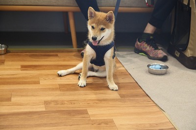 泉南動物病院画像