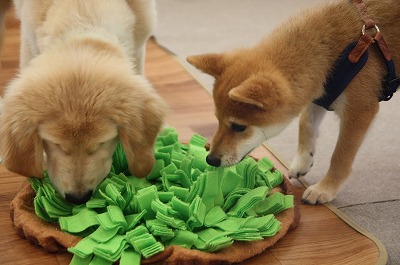 泉南動物病院画像