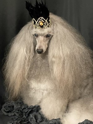 泉南動物病院画像