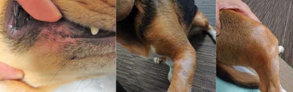 泉南動物病院画像