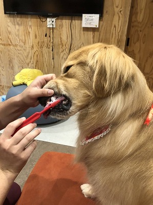 泉南動物病院画像