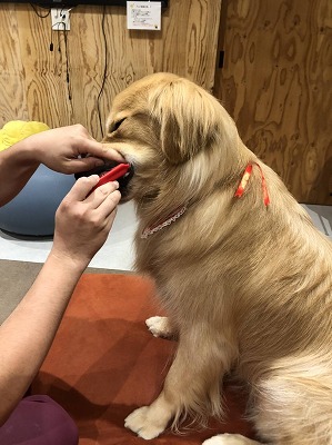 泉南動物病院画像