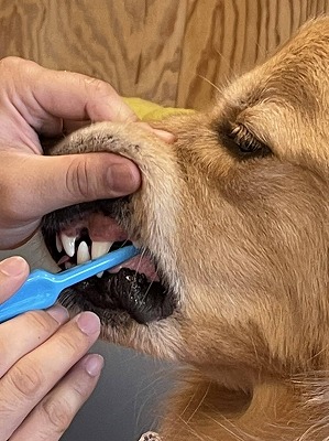 泉南動物病院画像