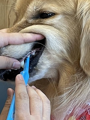 泉南動物病院画像