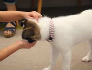 泉南動物病院画像